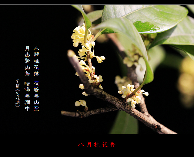 八月桂花香