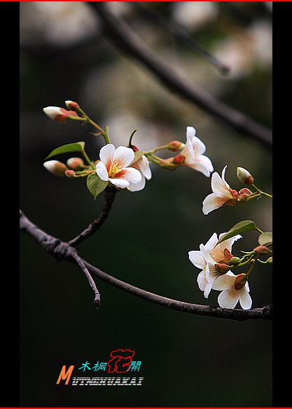 木桐(油桐)花开