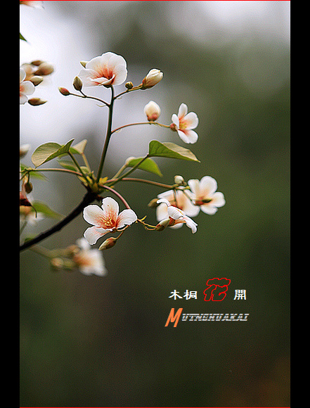 木桐(油桐)花开