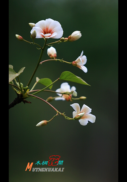 木桐(油桐)花开