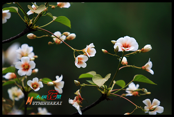 木桐(油桐)花开