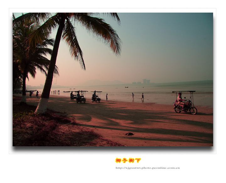 【椰子树下摄影图片】海边椰树长廊风光旅游摄