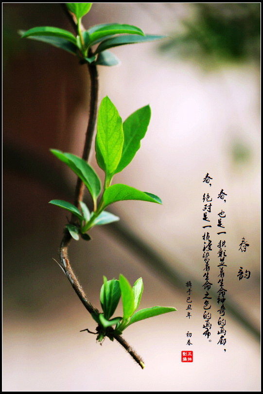 春之韵