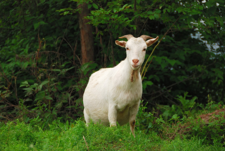小山羊