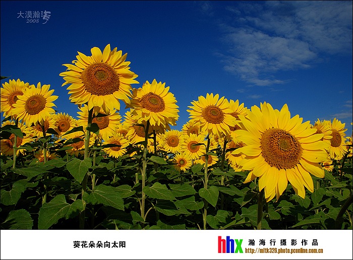 葵花朵朵向太阳