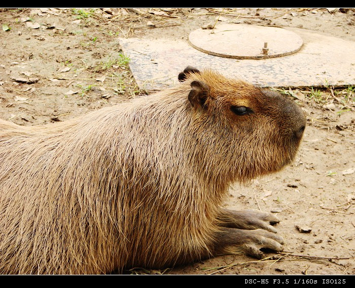 【你好，请问你见过巨型荷兰鼠吗?摄影图片】上海野生动物园生态摄影_太平洋电脑网摄影部落