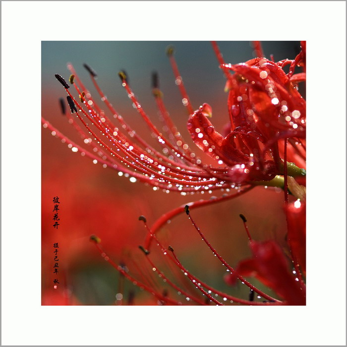 彼岸花开,花开彼岸