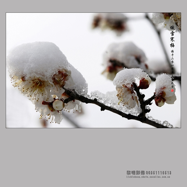 傲雪寒梅