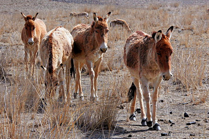 【新疆动物摄影图片】沙漠生态摄影_xj-lyc的摄