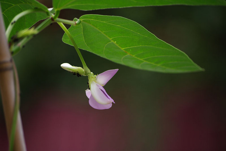 豆角花又开