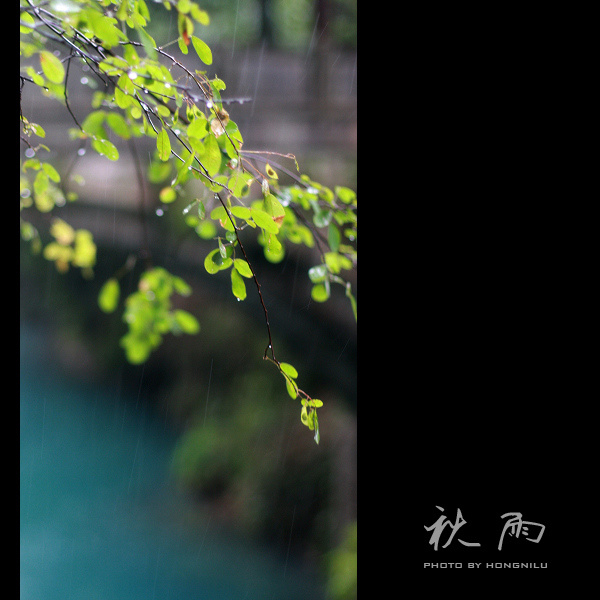 秋雨