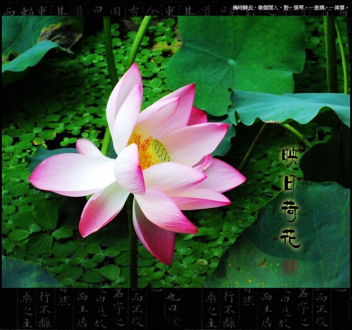 映日荷花