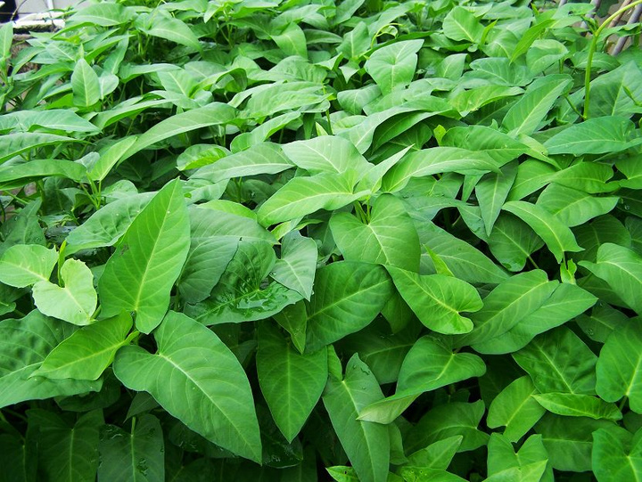 背景 壁纸 绿色 绿叶 树叶 植物 桌面 720_541图片