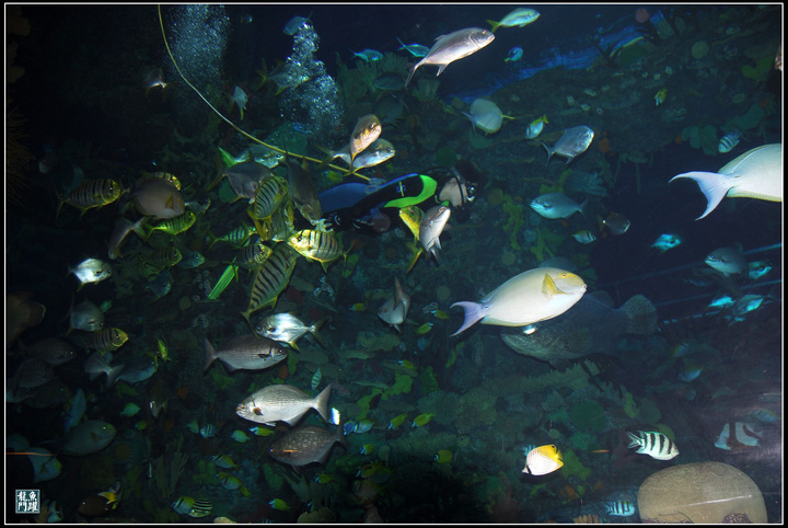 【北京动物园海洋馆-各种鱼类2摄影图片】北京