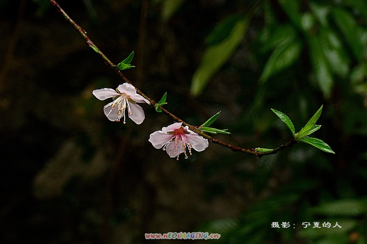 雨露桃花