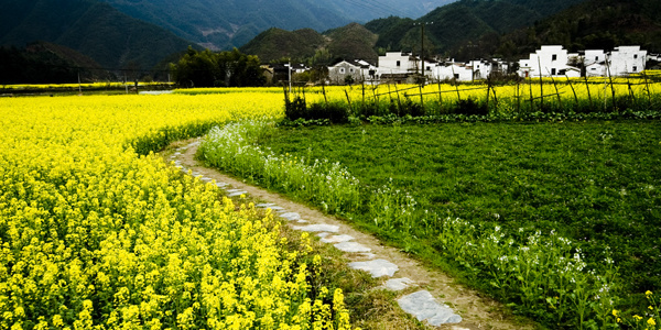 乡间小路