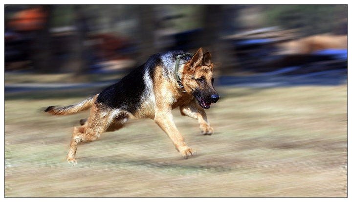 警犬