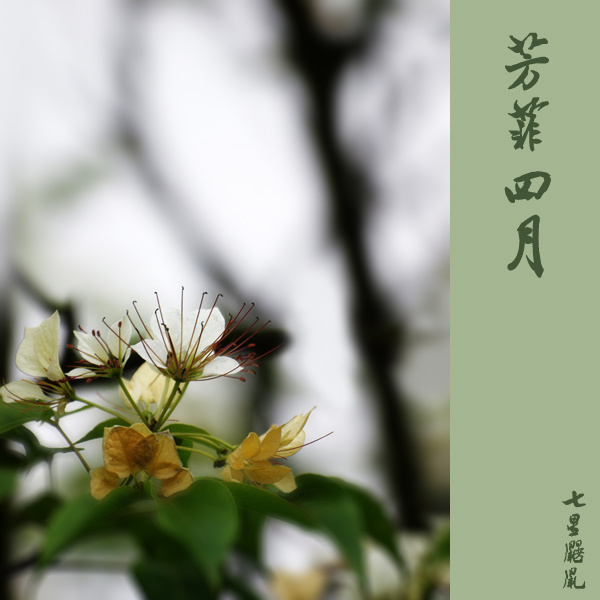 芳菲四月
