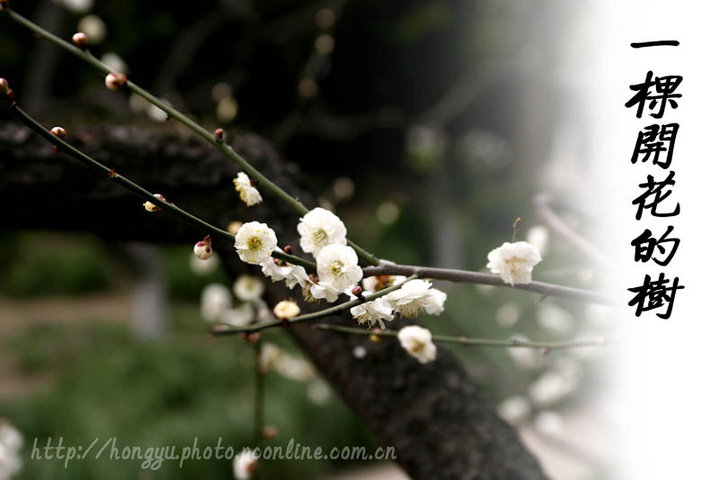 【一棵开花的树摄影图片】公园其他摄影