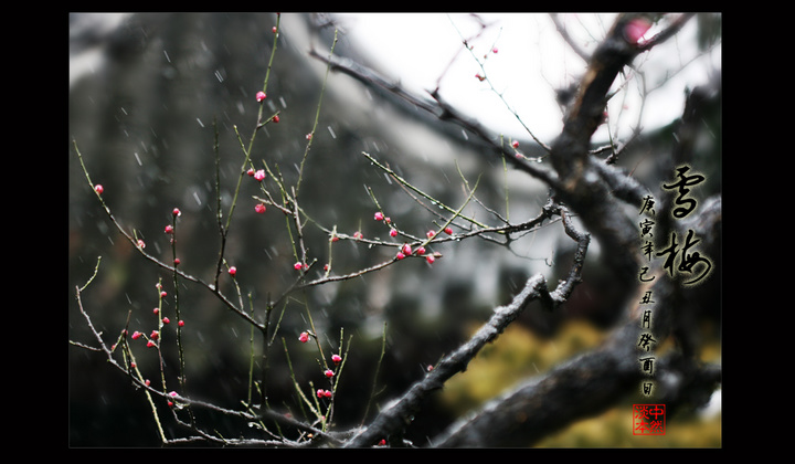 雪梅