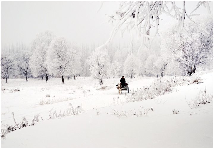 【数九寒霜摄影图片】新疆伊犁河谷生态摄影_弹指一挥间_太平洋电脑网摄影部落