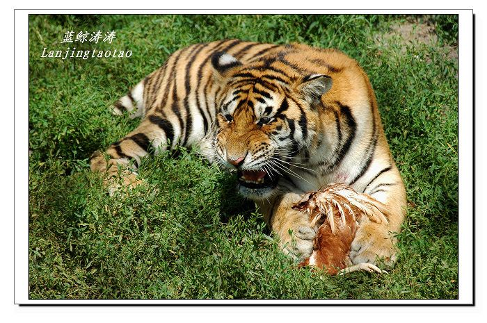 【林中之王--虎!摄影图片】哈尔滨虎园生态摄影