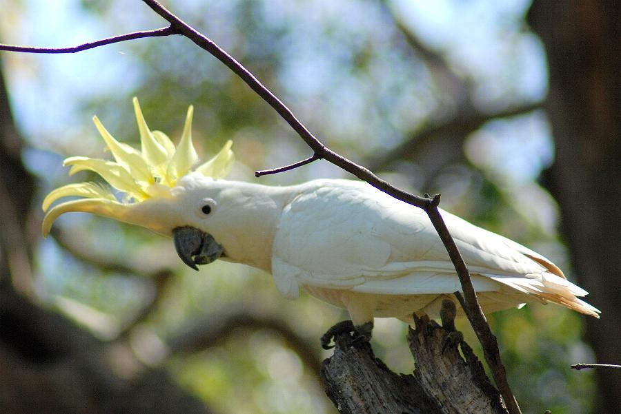 澳洲的飞鸟(3) - 白鹦鹉