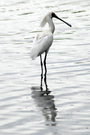 : - ޵ķ(6) - SpoonBill