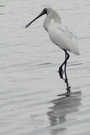 : - ޵ķ(6) - SpoonBill