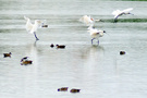 : - ޵ķ(6) - SpoonBill