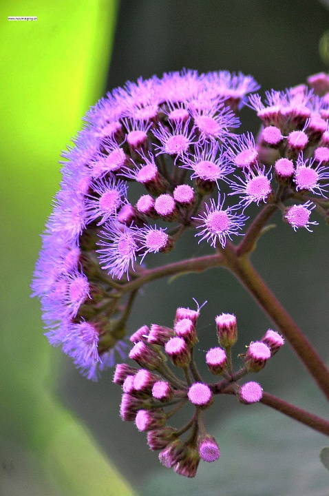 百花齐放献祖国