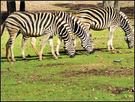 Western Plains Zoo