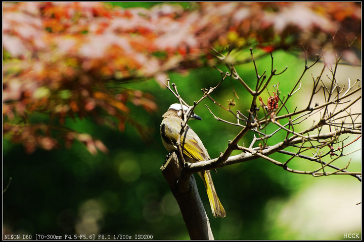 【鸟类集锦摄影图片】上海动物园 植物园 康健