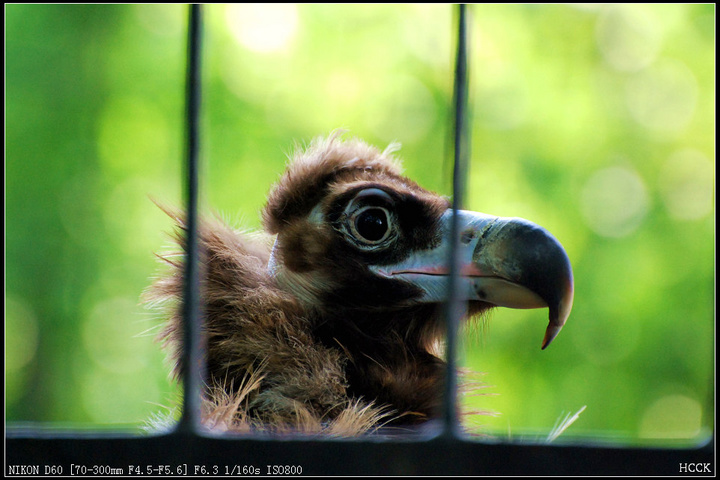 【鸟类集锦摄影图片】上海动物园 植物园 康健