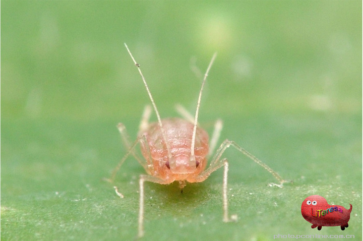 超级微距——蚜虫