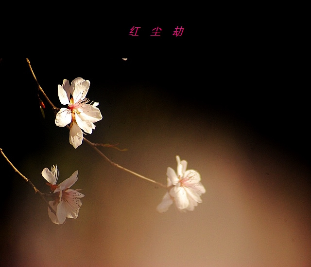 红尘劫