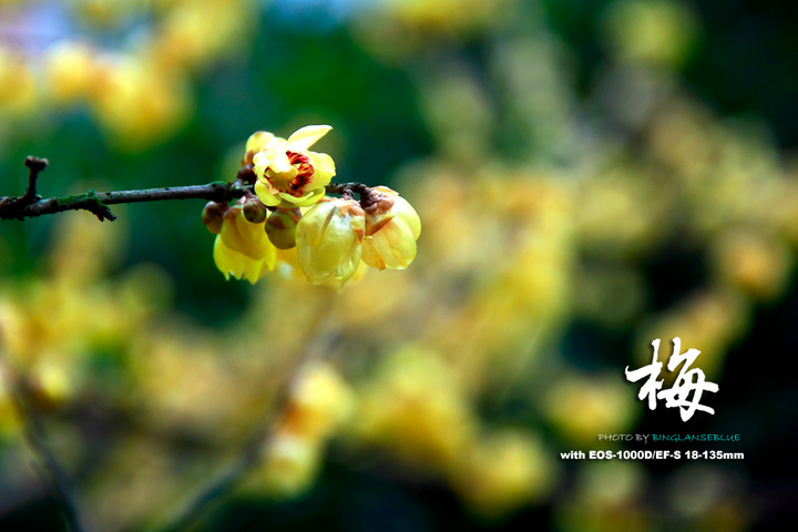 又是一年腊梅香