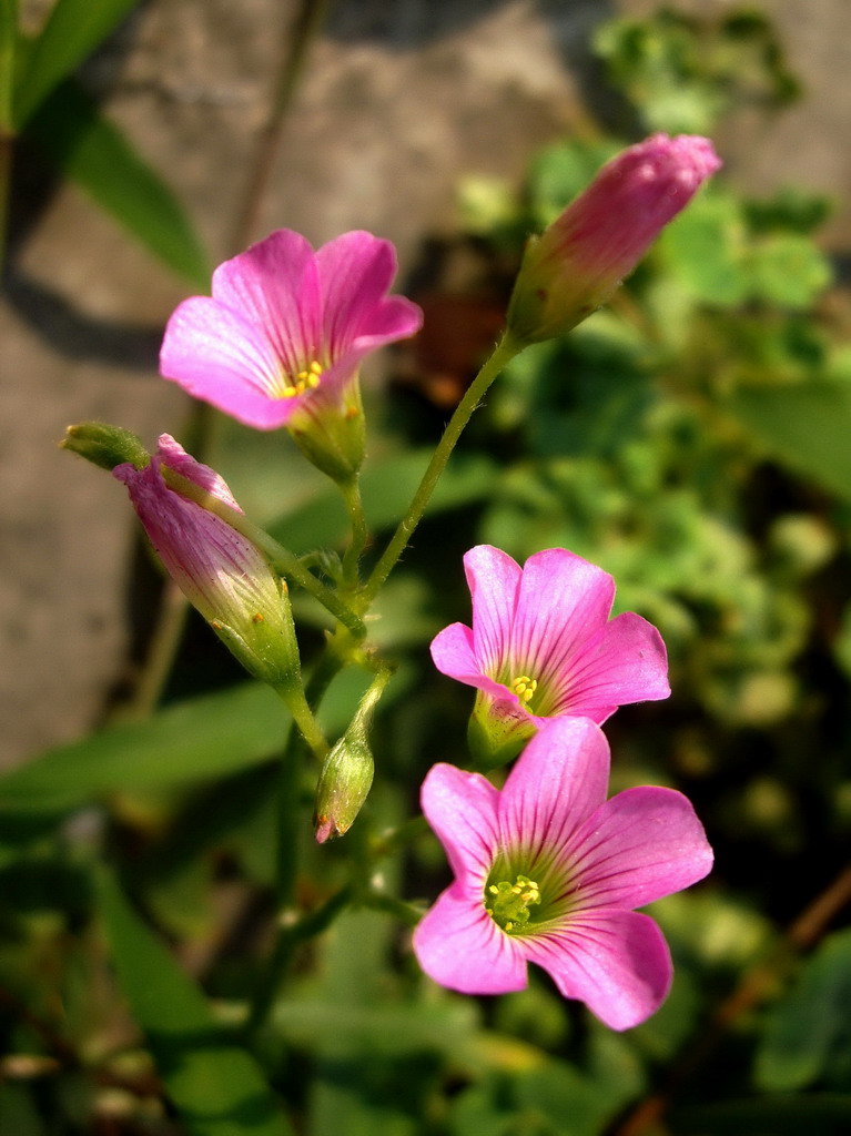 路边拾遗——不起眼的花草