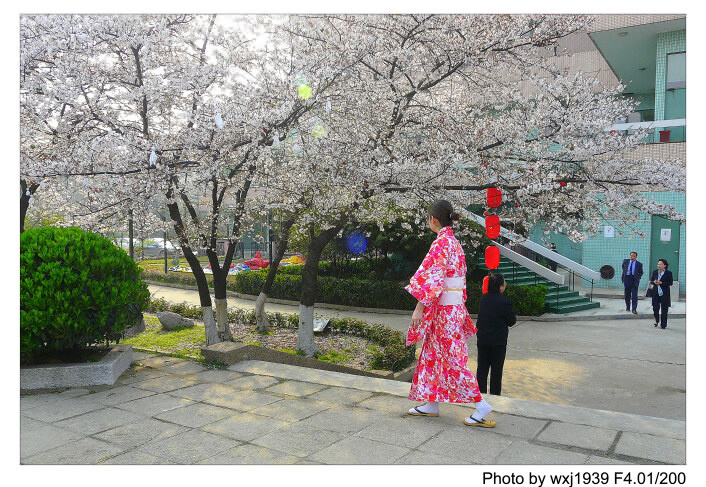 【武汉的樱花摄影图片】武汉樱花园纪实摄影
