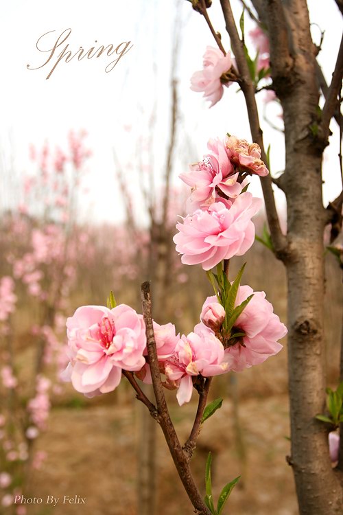 春天桃花spring