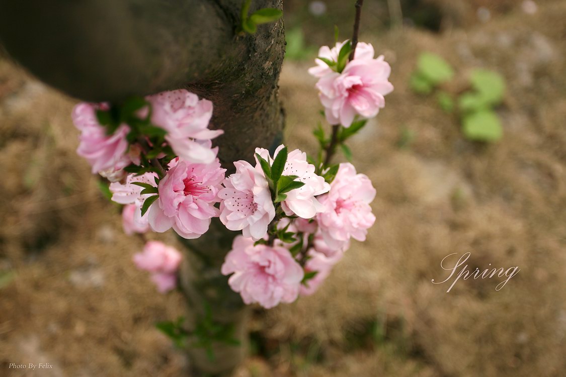 春天桃花spring