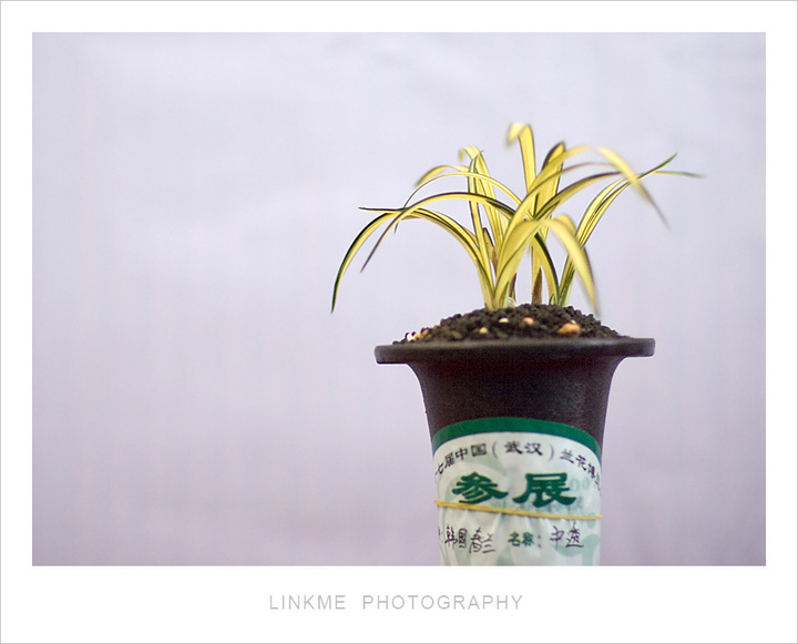 【最昂贵的花草--兰花摄影图片】武汉生态摄影