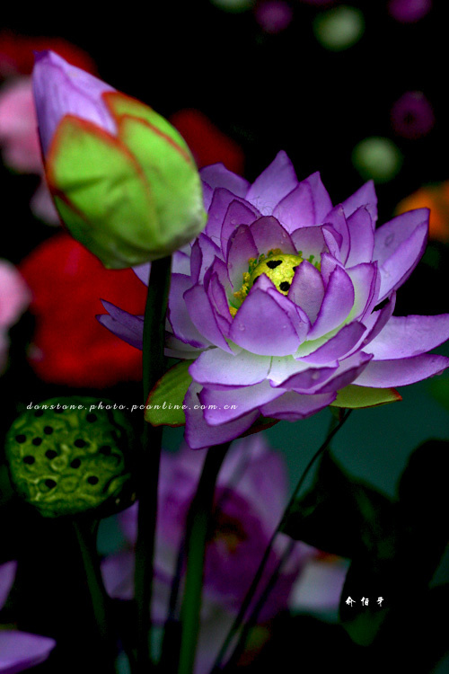 【非花似花摄影图片】桂林生态摄影_太平洋电