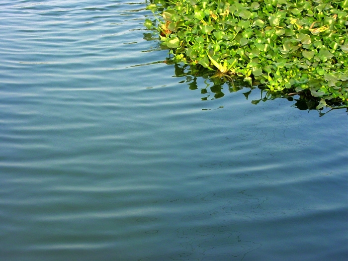 【水葫芦摄影图片】肖厝路边的池塘生态摄影