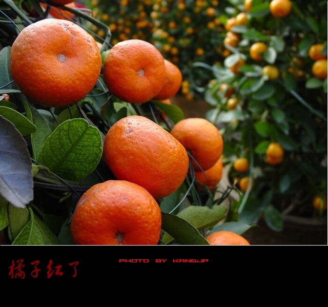 橘子红了