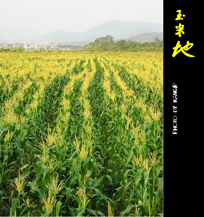 【玉米地摄影图片】惠安走马棣现代农业示范基