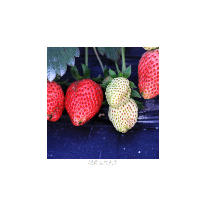 【绿瘦红肥摄影图片】草莓地【惠安】生态摄影