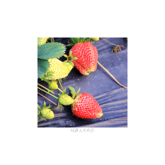 【绿瘦红肥摄影图片】草莓地【惠安】生态摄影