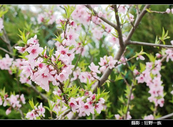 春来桃花开