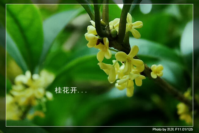 桂花开